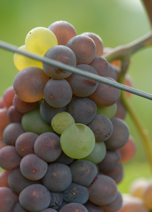 Mutation von Grauburgunder zu Weisburgunder ANT 0936